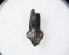 Rooted Pachycephalosaurus Tooth #16049-1